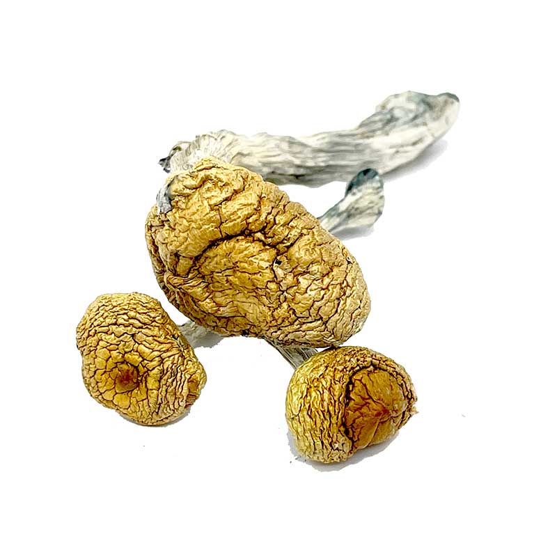 Mazatapec Magic Mushroom - Image 2