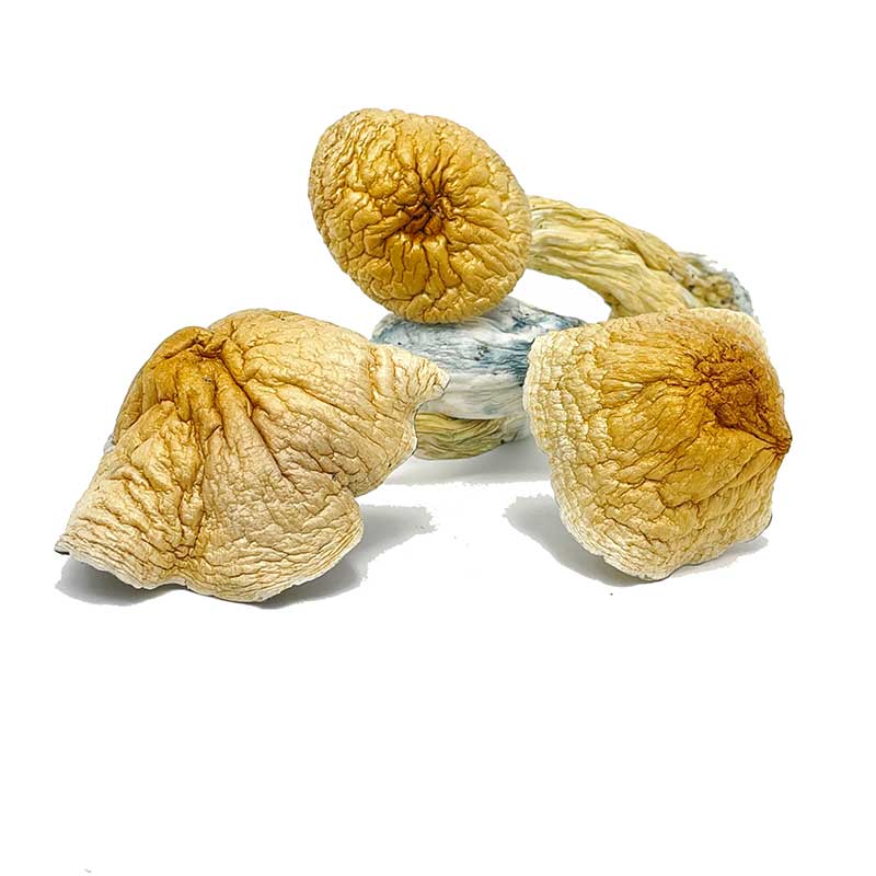 African Transkei Magic Mushroom - Image 2