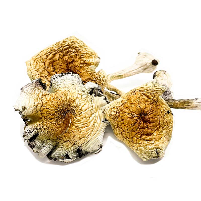Magic Mushroom Prices - Alacabenzi Cubensis Magic Mushrooms - Image 2