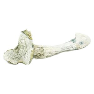 Avery Albino Magic Mushroom