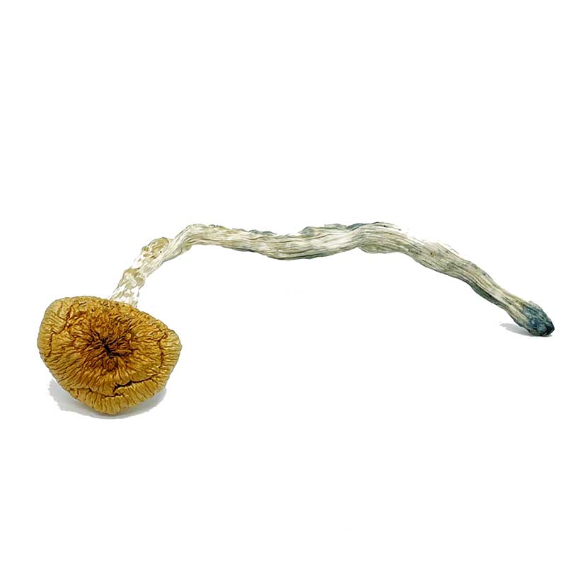 Best Magic Mushrooms