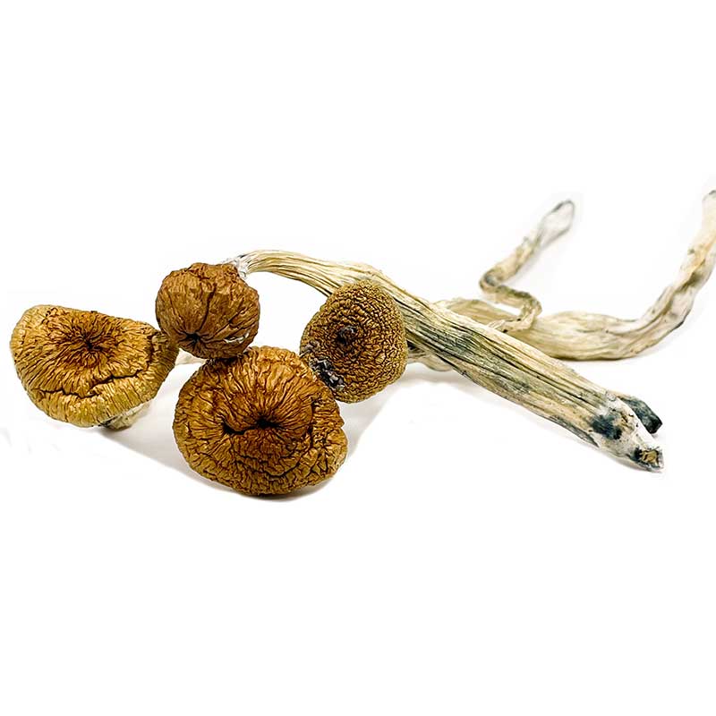 Best Magic Mushrooms - Blue Angels Magic Mushroom - Image 2