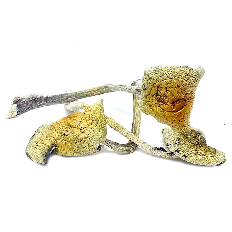 B+ Cubensis Magic Mushroom - Image 2