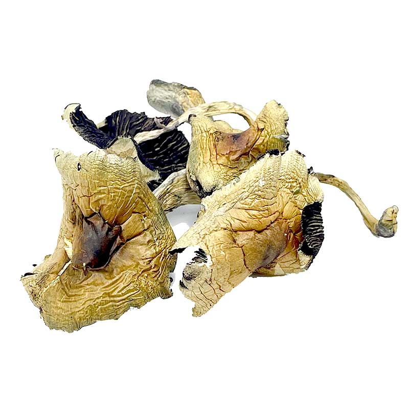 Brazilian Cubensis Magic Mushrooms - Magic Mushroom Tea - Image 2