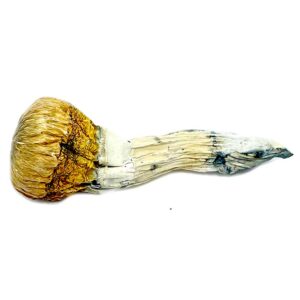 Cambodian Magic Mushroom