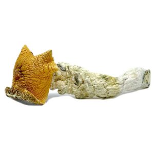 magic mushrooms california