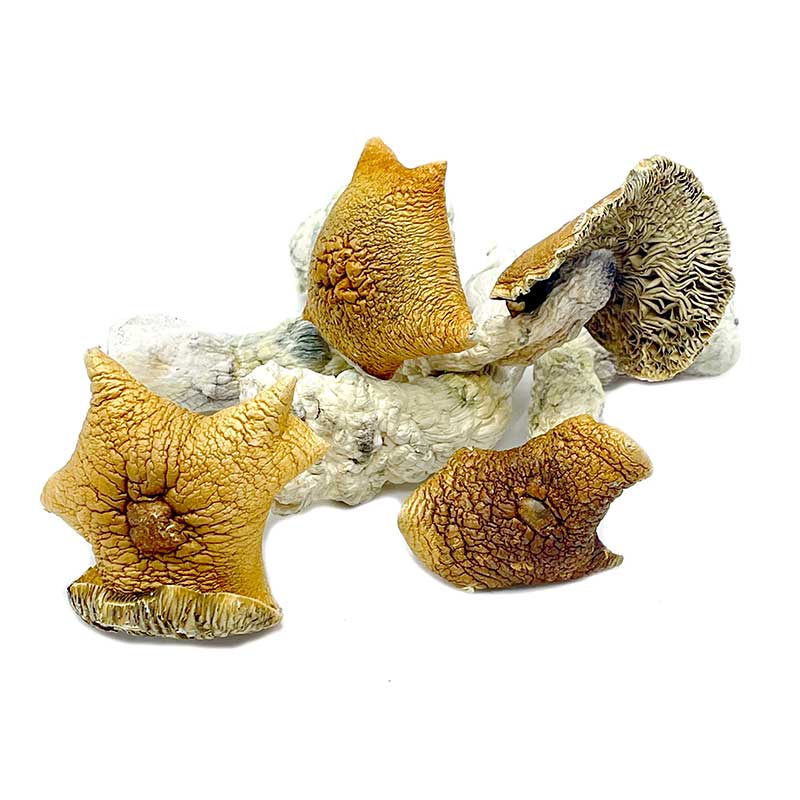 Magic Mushrooms California - Jumbo Blue Meanie Magic Mushrooms - Image 2