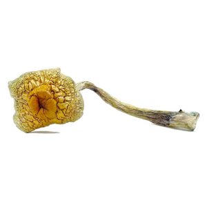 Magic Mushroom Spores