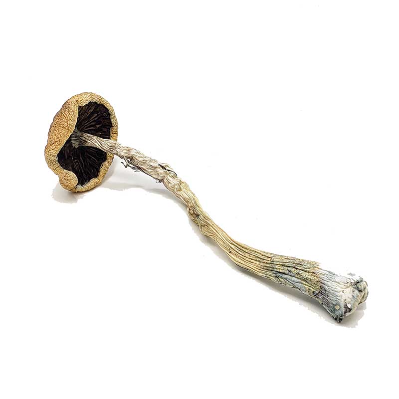 Identifying Magic Mushrooms